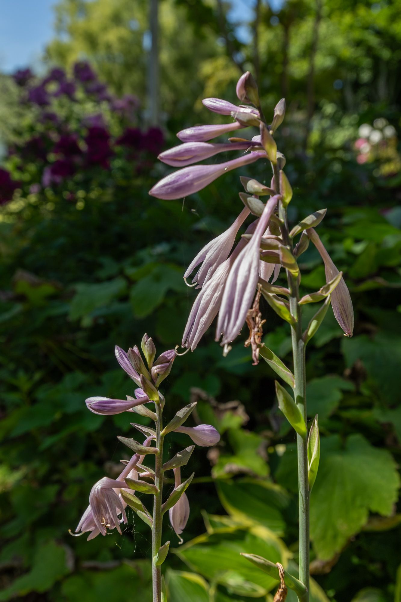 Foto 45 van 's-Gravenweg 129