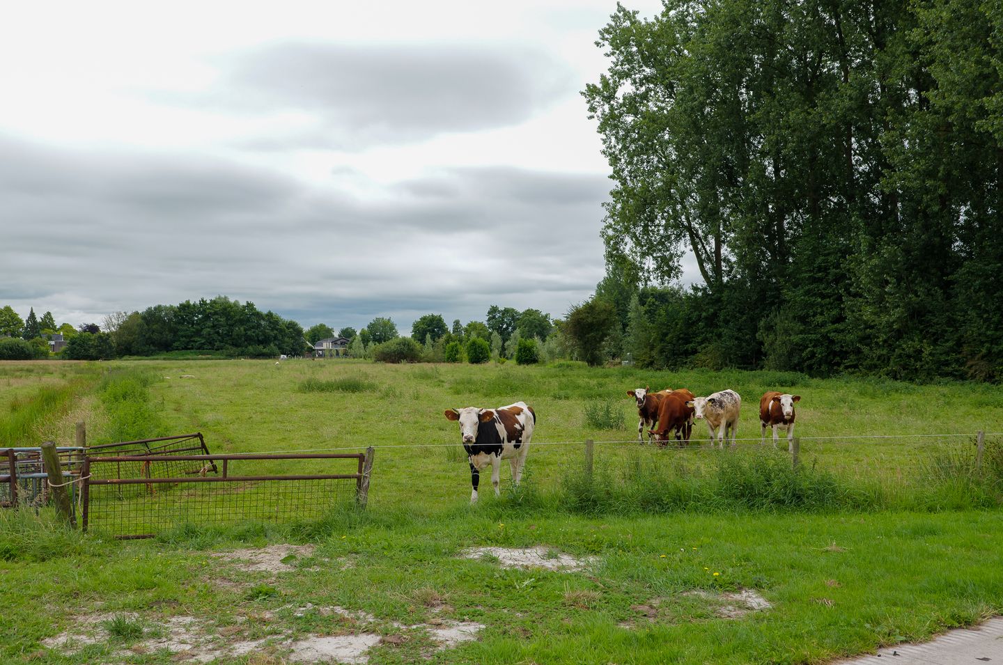 Foto 50 van Boskbei 13