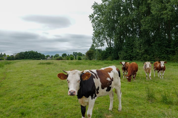 Foto 52 van Boskbei 13