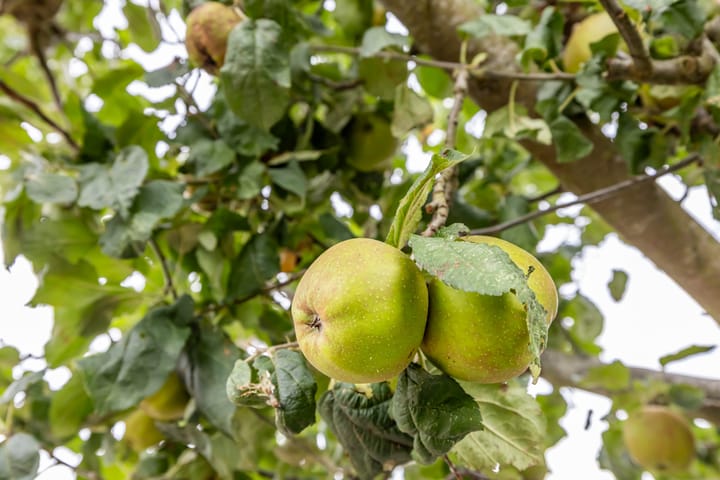 Photo 9 of De Hartakker 15