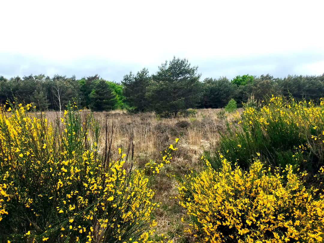 Foto 23 van Zwaluwlaan 100