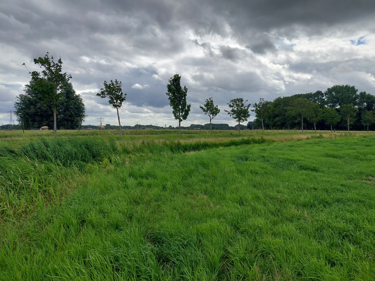 Bekijk foto 4 van Konijnendijk