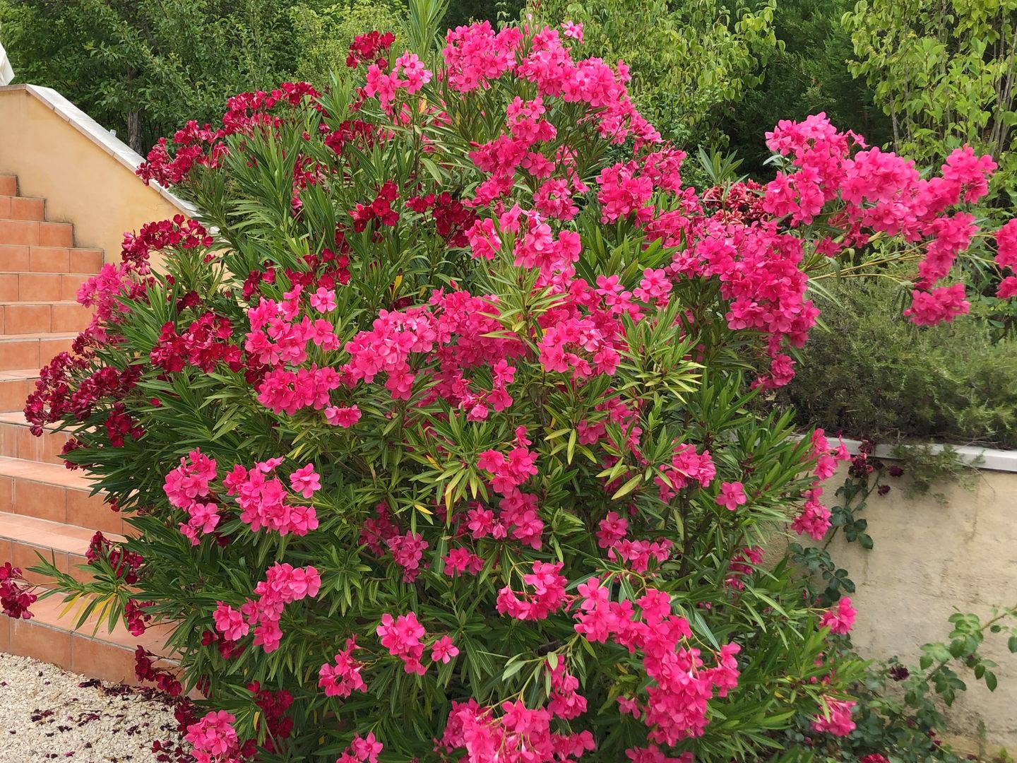 Foto 19 van 55 Les Cantarelles