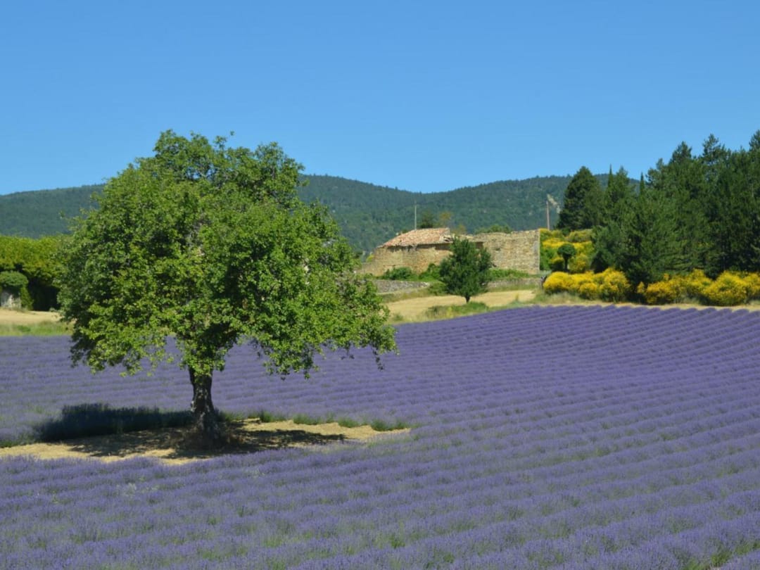 Foto 43 van 55 Les Cantarelles