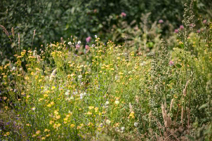 Photo 56 of Schrijversweg 2