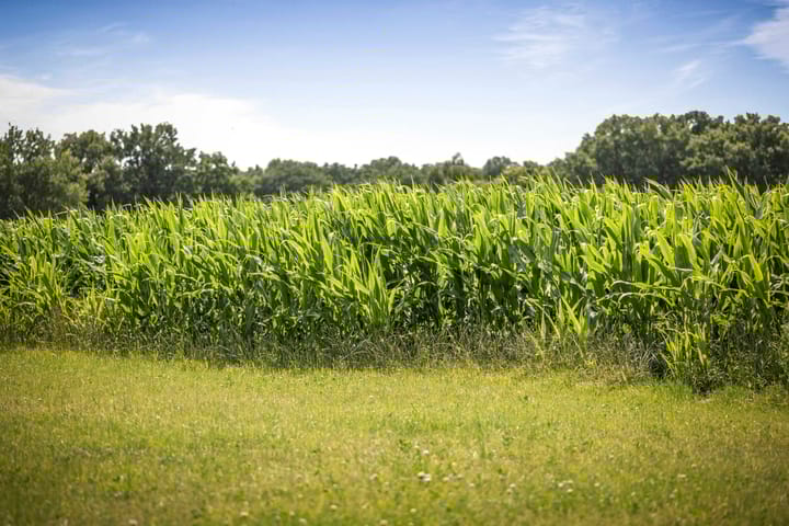 Photo 57 of Schrijversweg 2