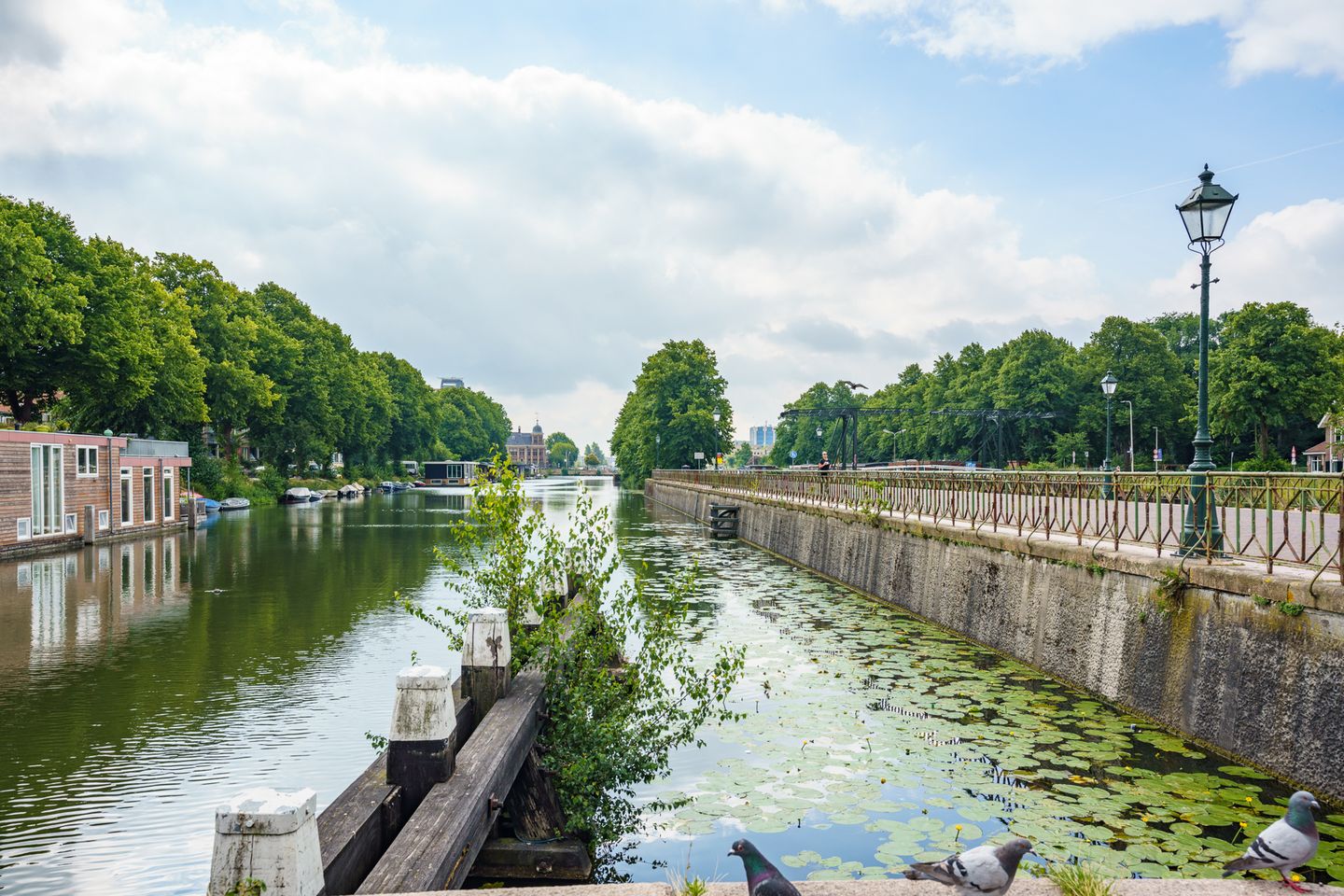 Foto 35 van Laan van Nieuw-Guinea 120