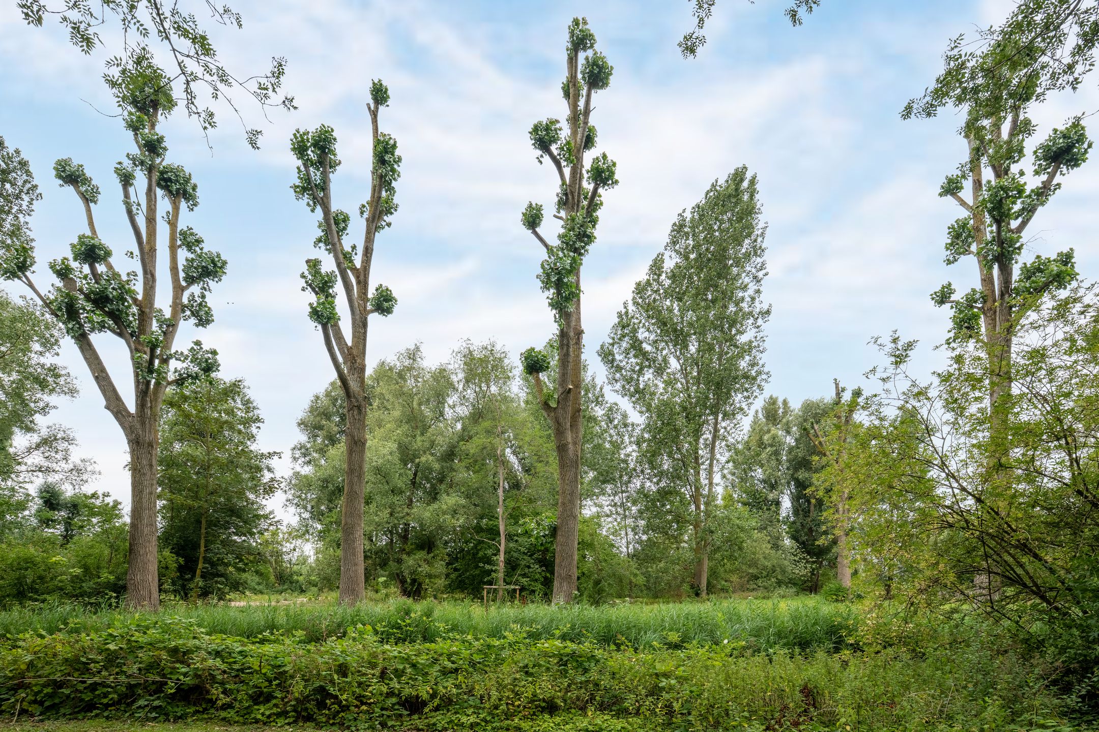 Foto 24 van Tobias Asserlaan 360