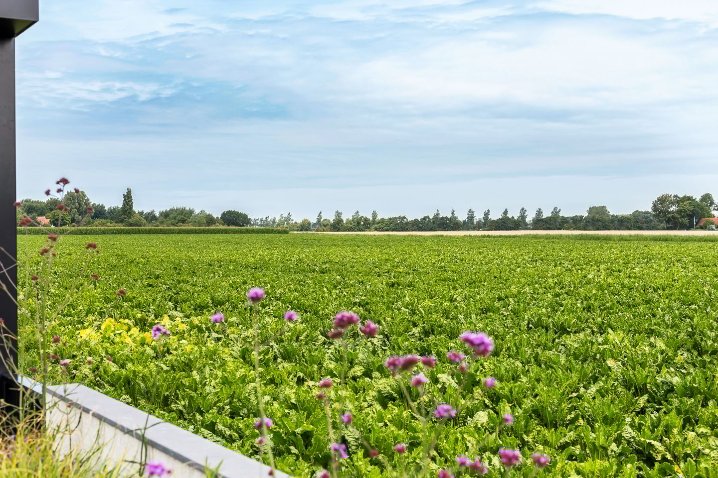 Foto 40 van Burgemeester Geuzestraat 43