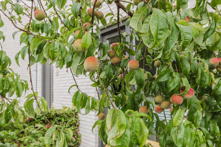 Photo 5 of Godfried Bomansstraat 10