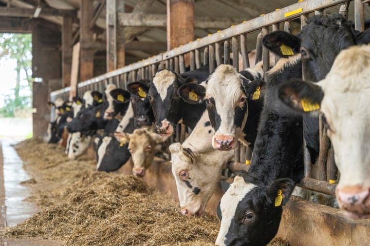 Foto 5 van Langendijksestraat 5