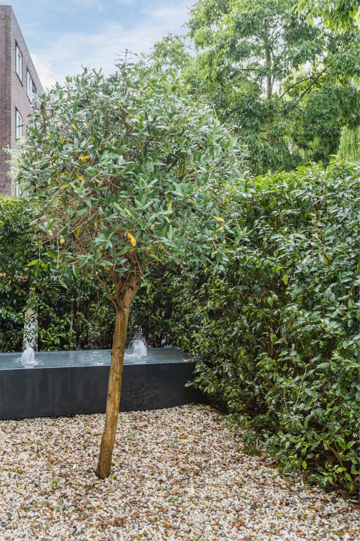 Foto 40 van Moerasslak 25