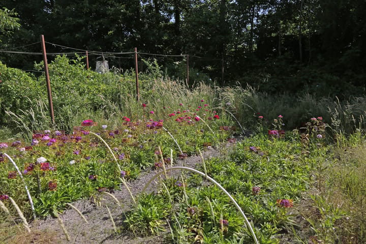 Foto 51 van Foarwei 6