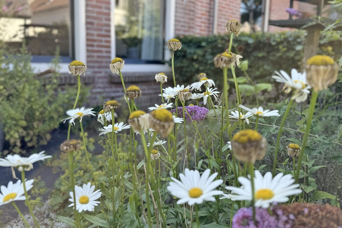 Foto 5 van Middenpad 12