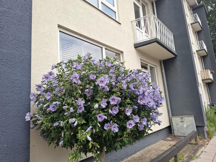 Foto 2 van Reigerstraat 138