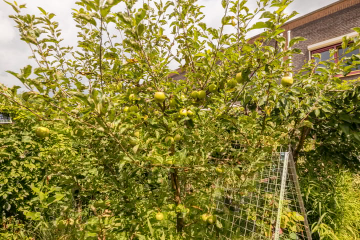 Foto 58 van Vrouwenmantel 81