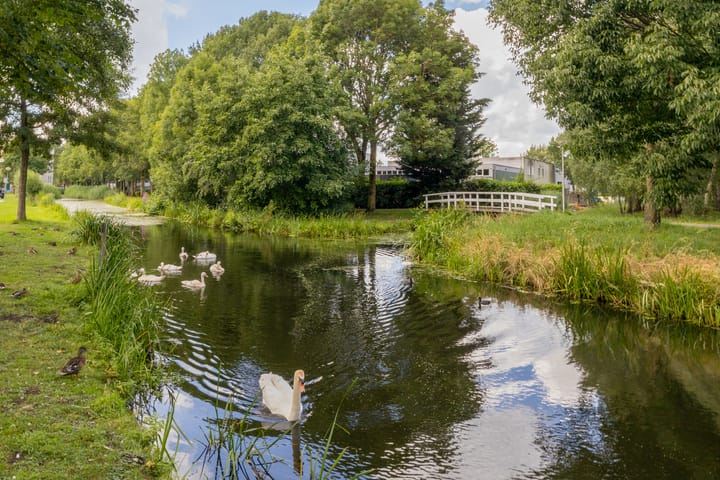 Foto 67 van Vrouwenmantel 81