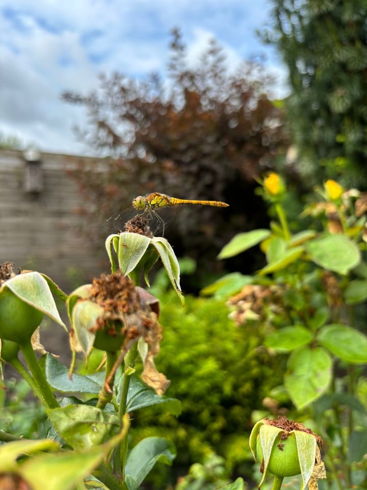 Foto 13 van Botter 20