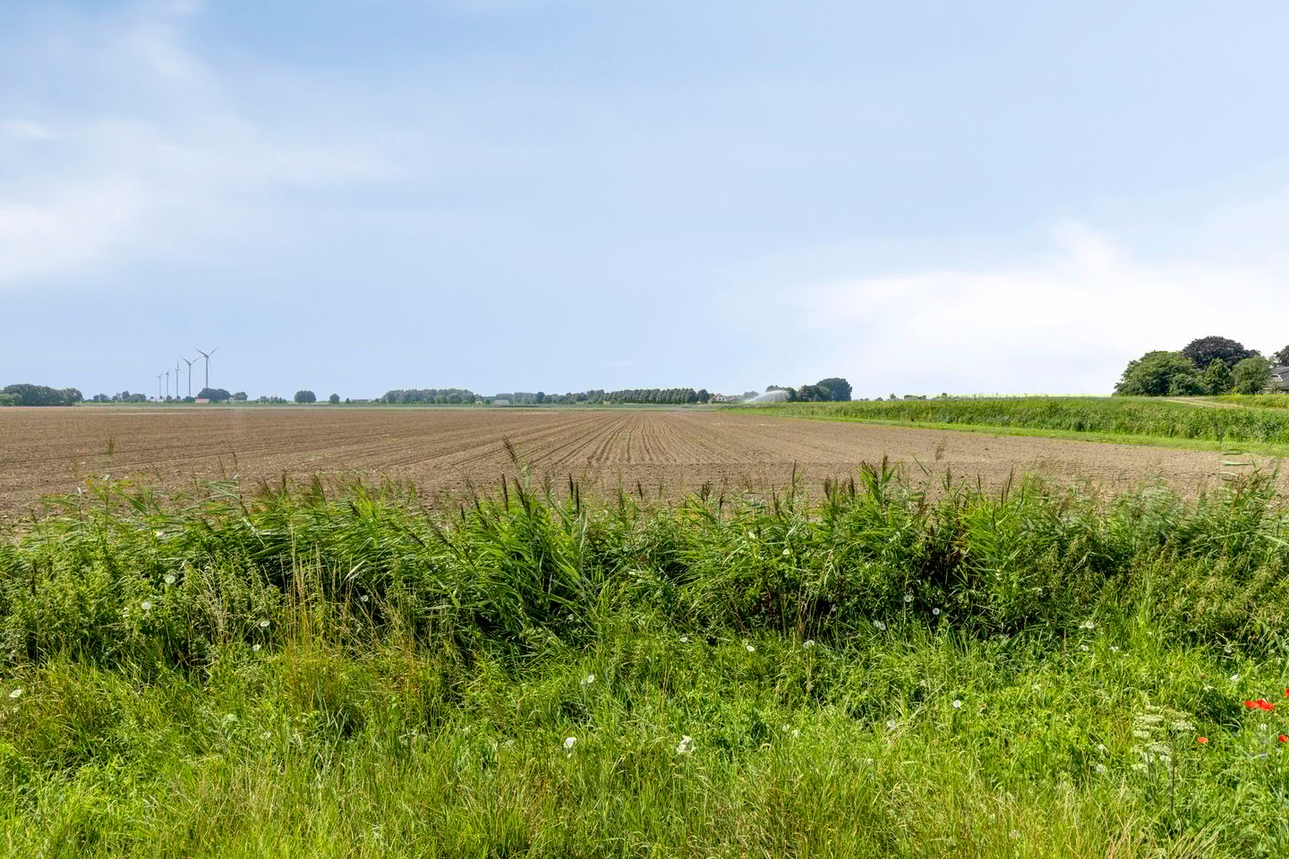 Photo 35 of Tijgeroog 11