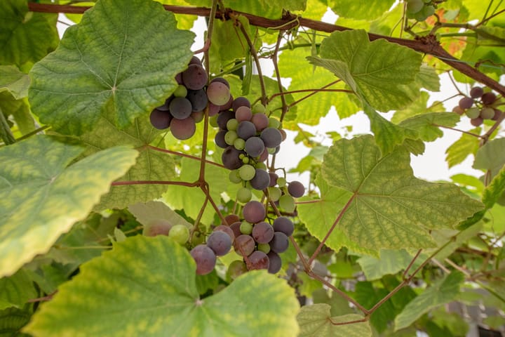 Foto 7 van Antoon Coolenlaan 45