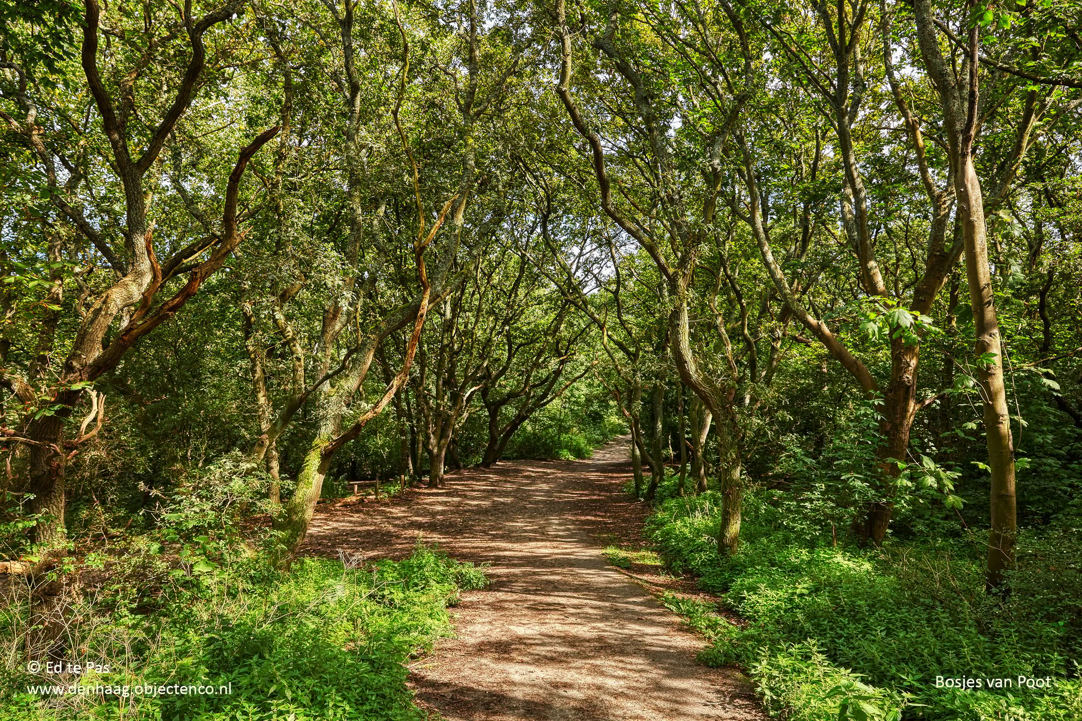 Foto 48 van Laan van Meerdervoort 273-A