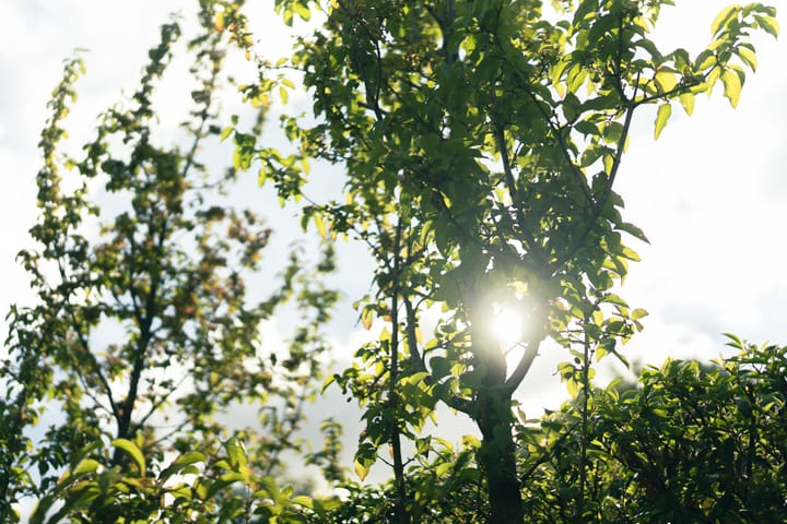 Foto 59 van Parklaan 17