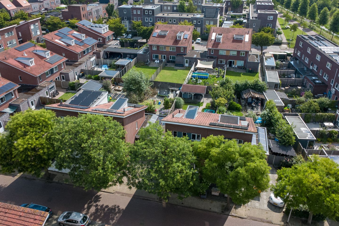 Foto 49 van Aardbeivlinder 5