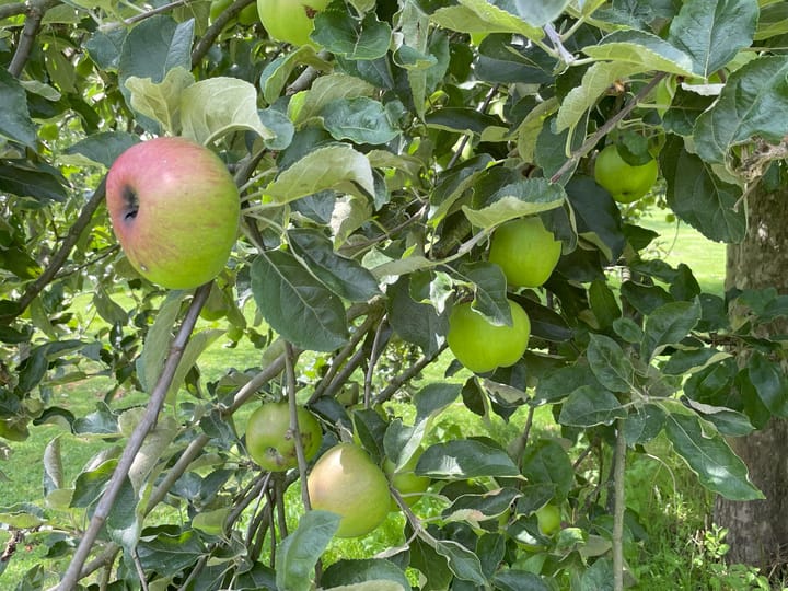 Photo 40 of Joseph Corneli Allée 532