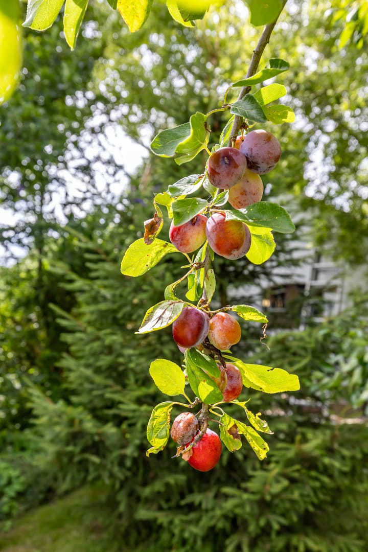 Foto 60 van Borgsweer 11