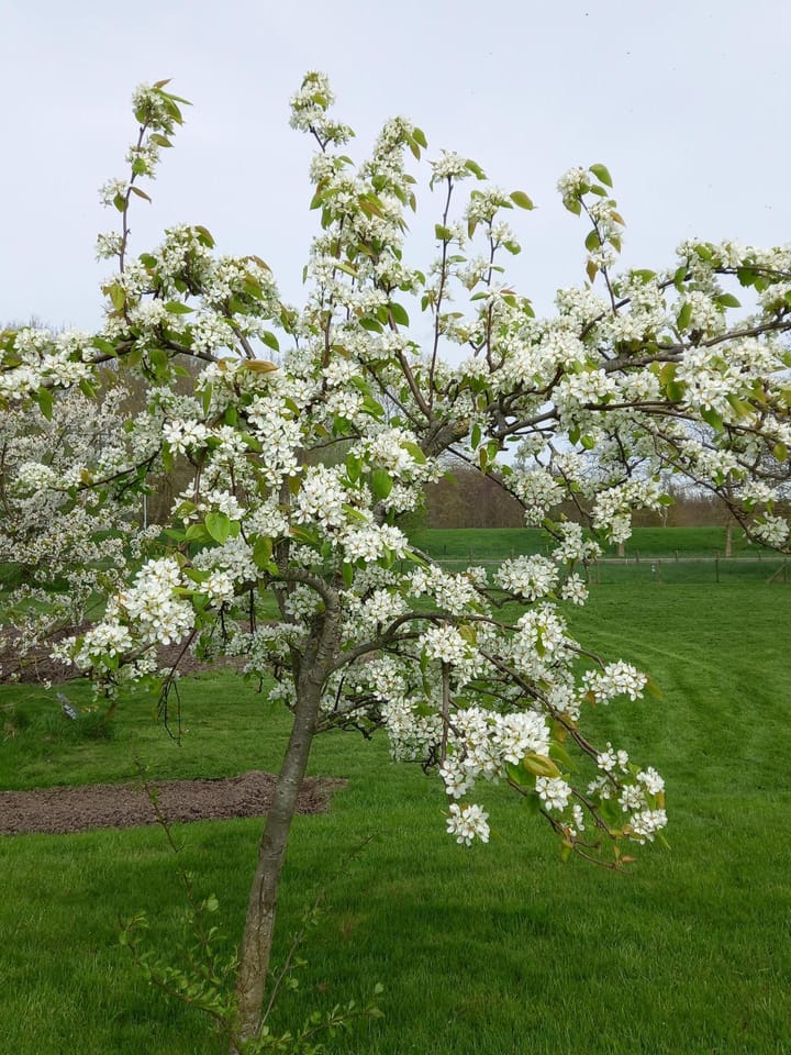 Foto 61 van Borgsweer 11