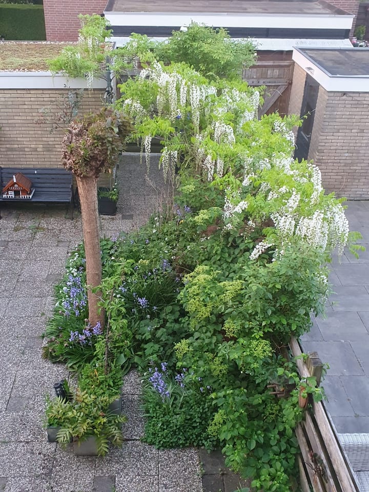 Foto 37 van Rozenpad 42