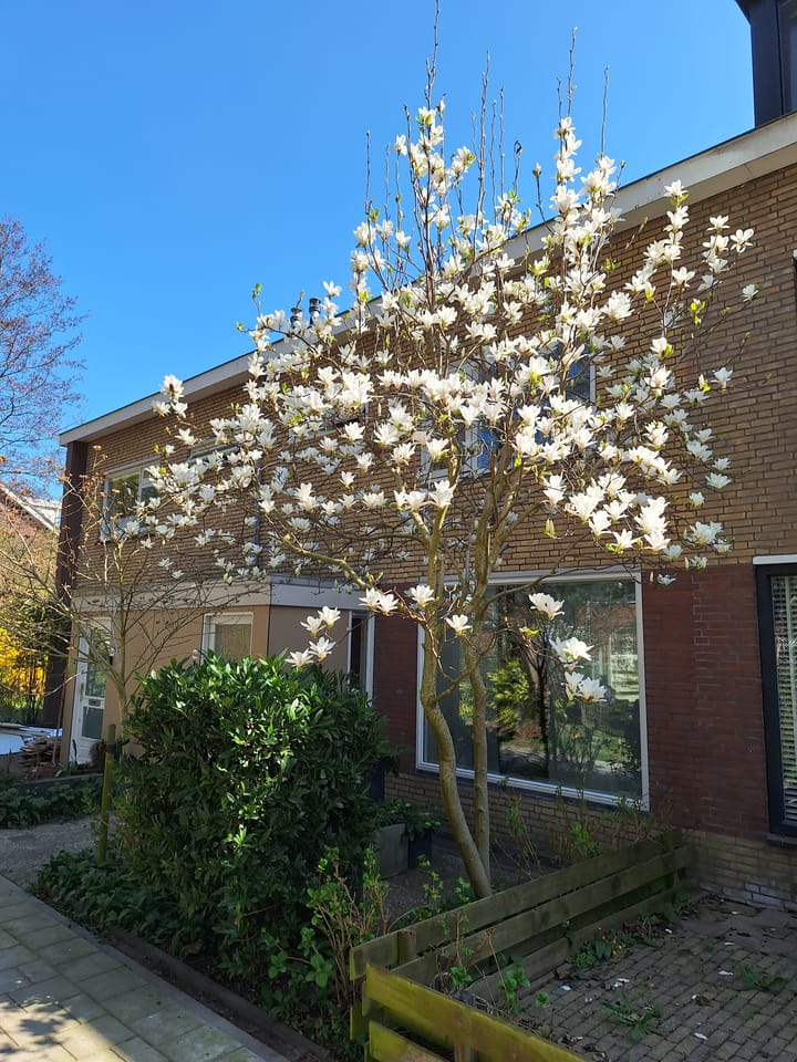 Foto 39 van Rozenpad 42