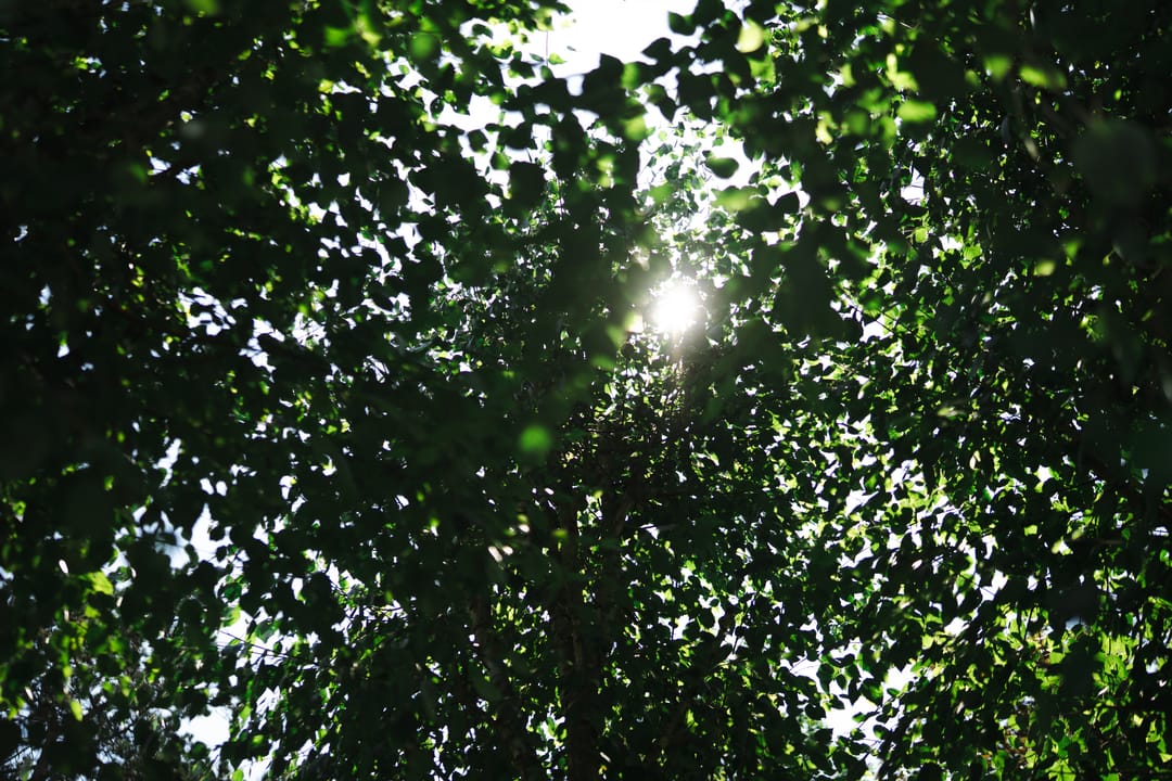 Foto 37 van Smaragddijk 71