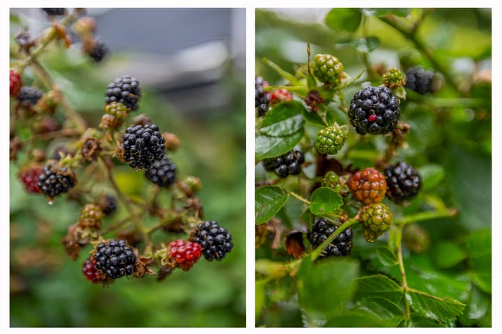 Foto 28 van Tarthorst 461