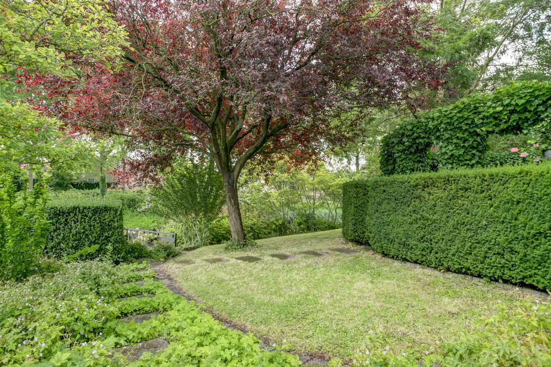 Foto 32 van Koriander 4