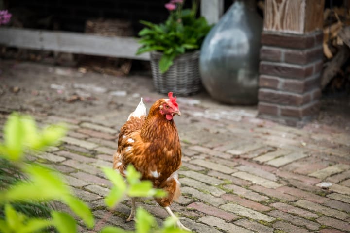 Foto 57 van Burgemeester van der Feltzweg 98