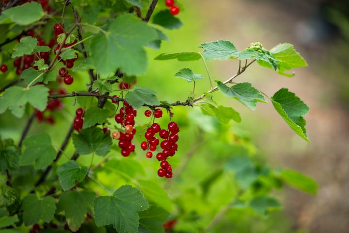 Foto 70 van Burgemeester van der Feltzweg 98