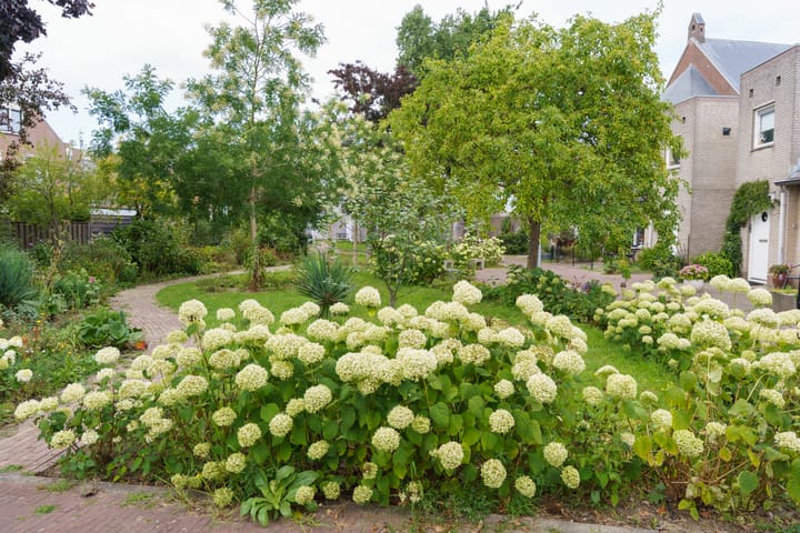 Foto 57 van de Laeck 16-C