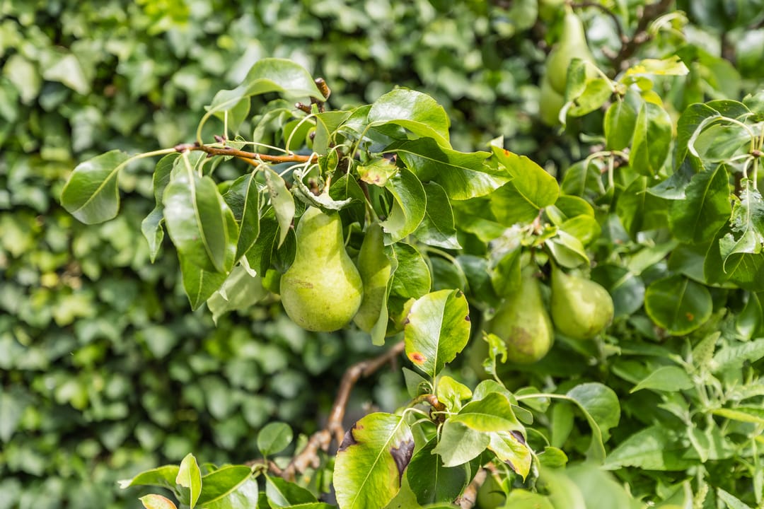 Foto 43 van Badhuisstraat 17