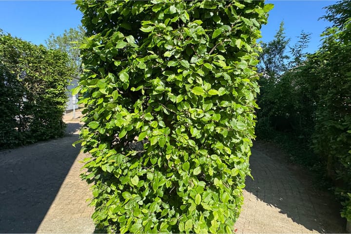 Foto 30 van Vijlenberg 171