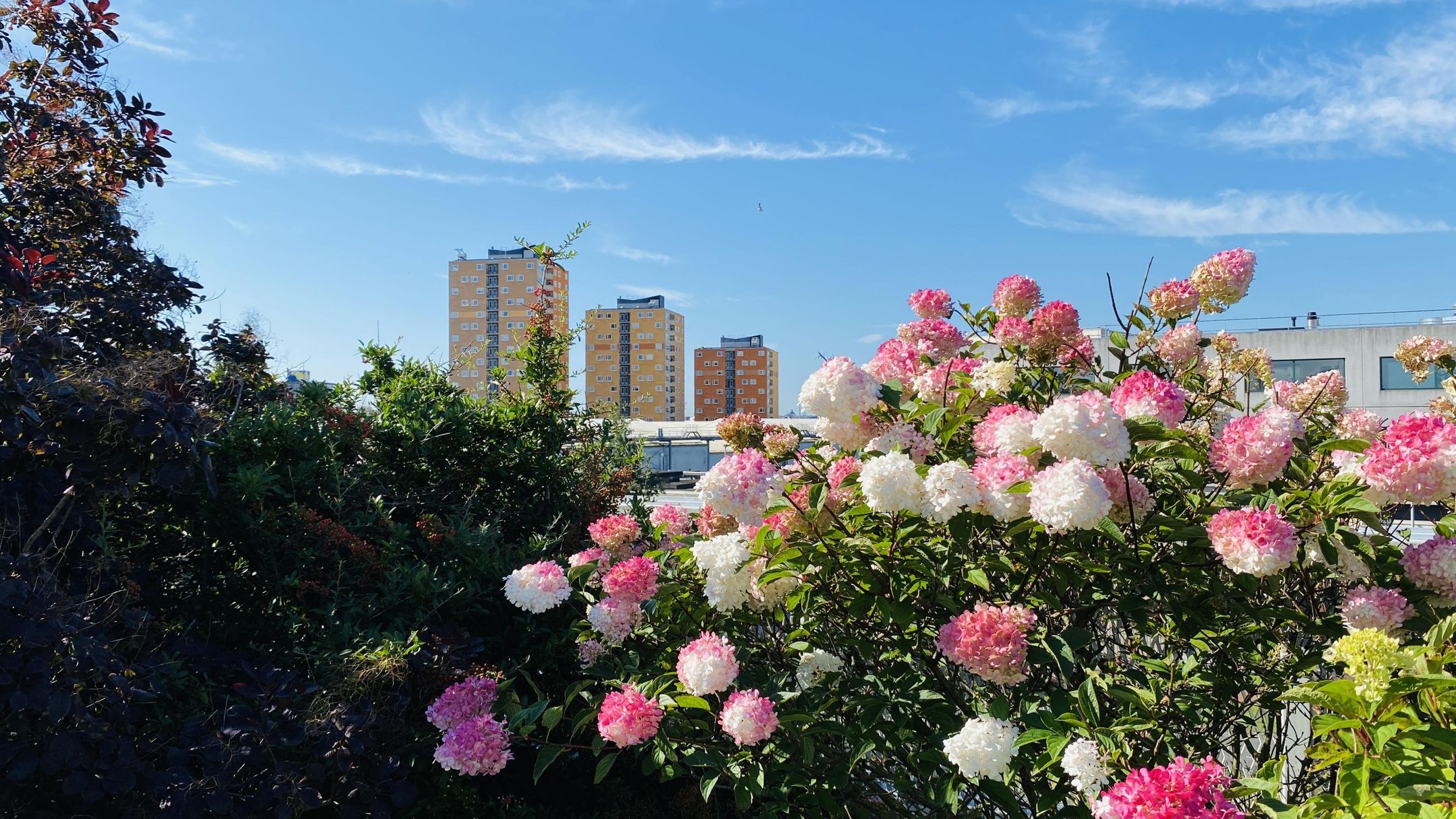 Speedwellstraat, 338, Rotterdam, 3029BL, Zuid-Holland, Nederland 338