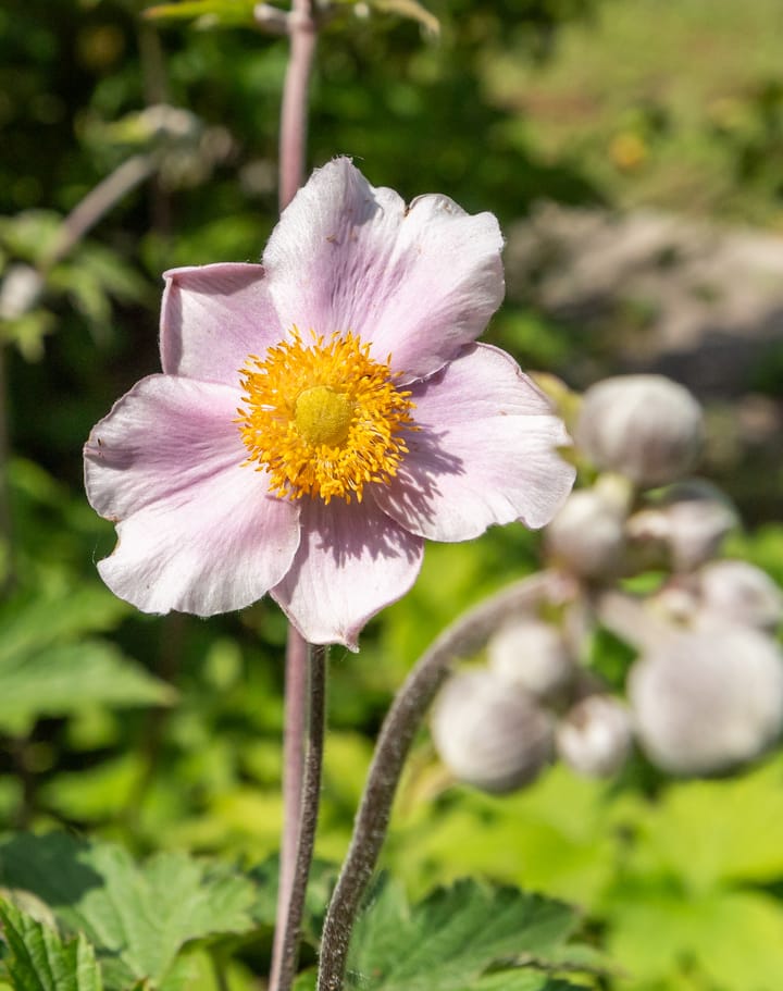 Photo 25 of Middenmolendijk 197