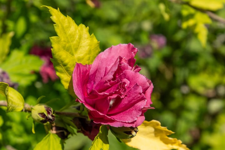 Photo 27 of Middenmolendijk 197