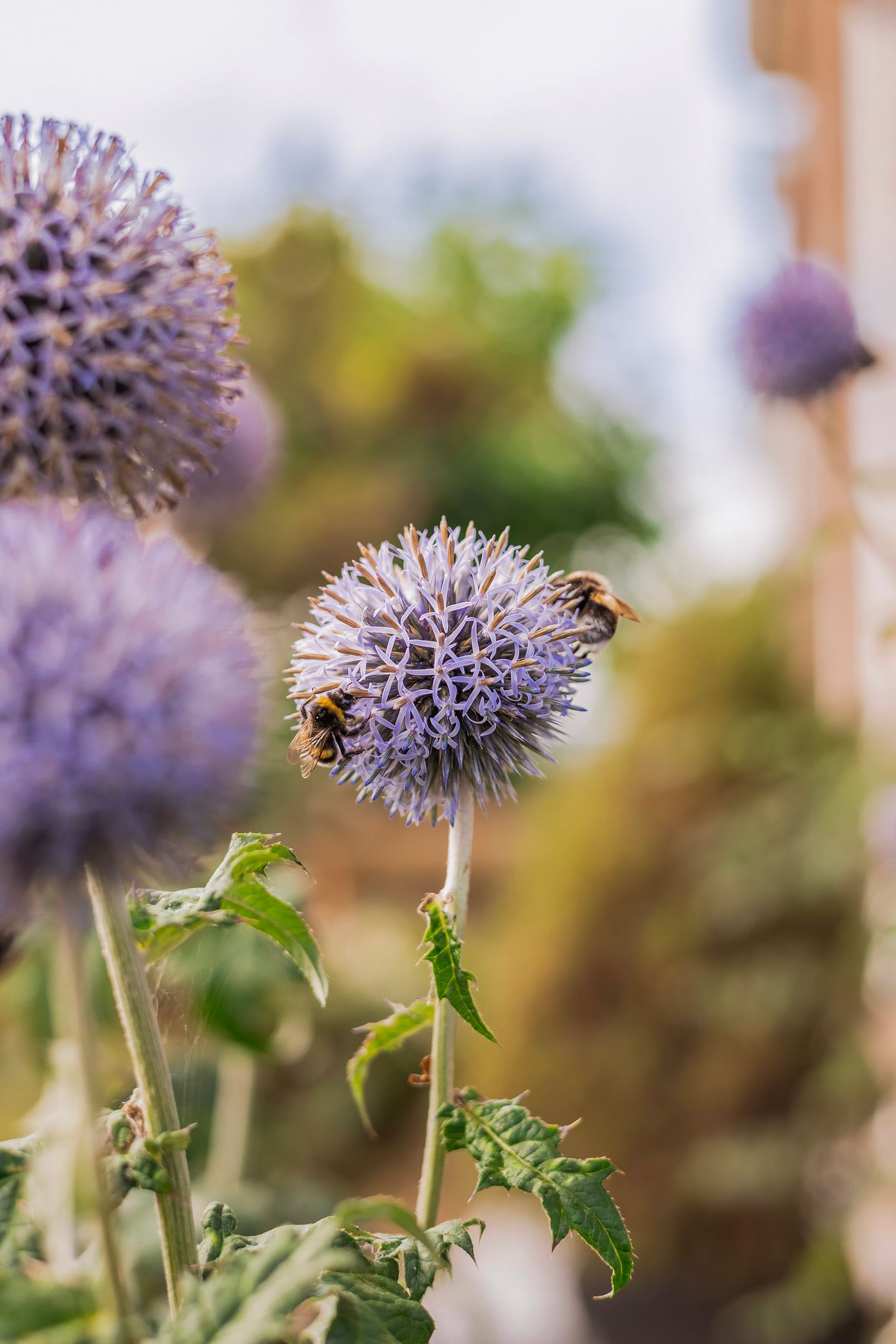 Photo 14 of Lytsedyk 49