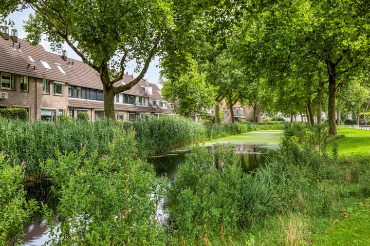 Photo 32 of Zanglijster 42