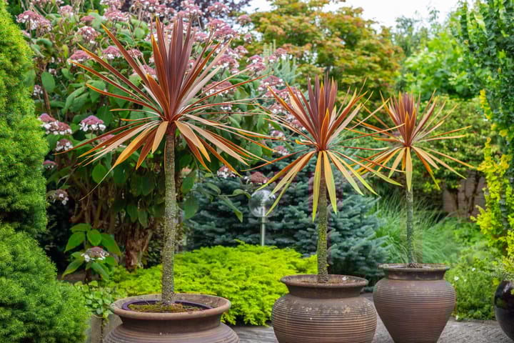 Foto 48 van Gentiaan 6