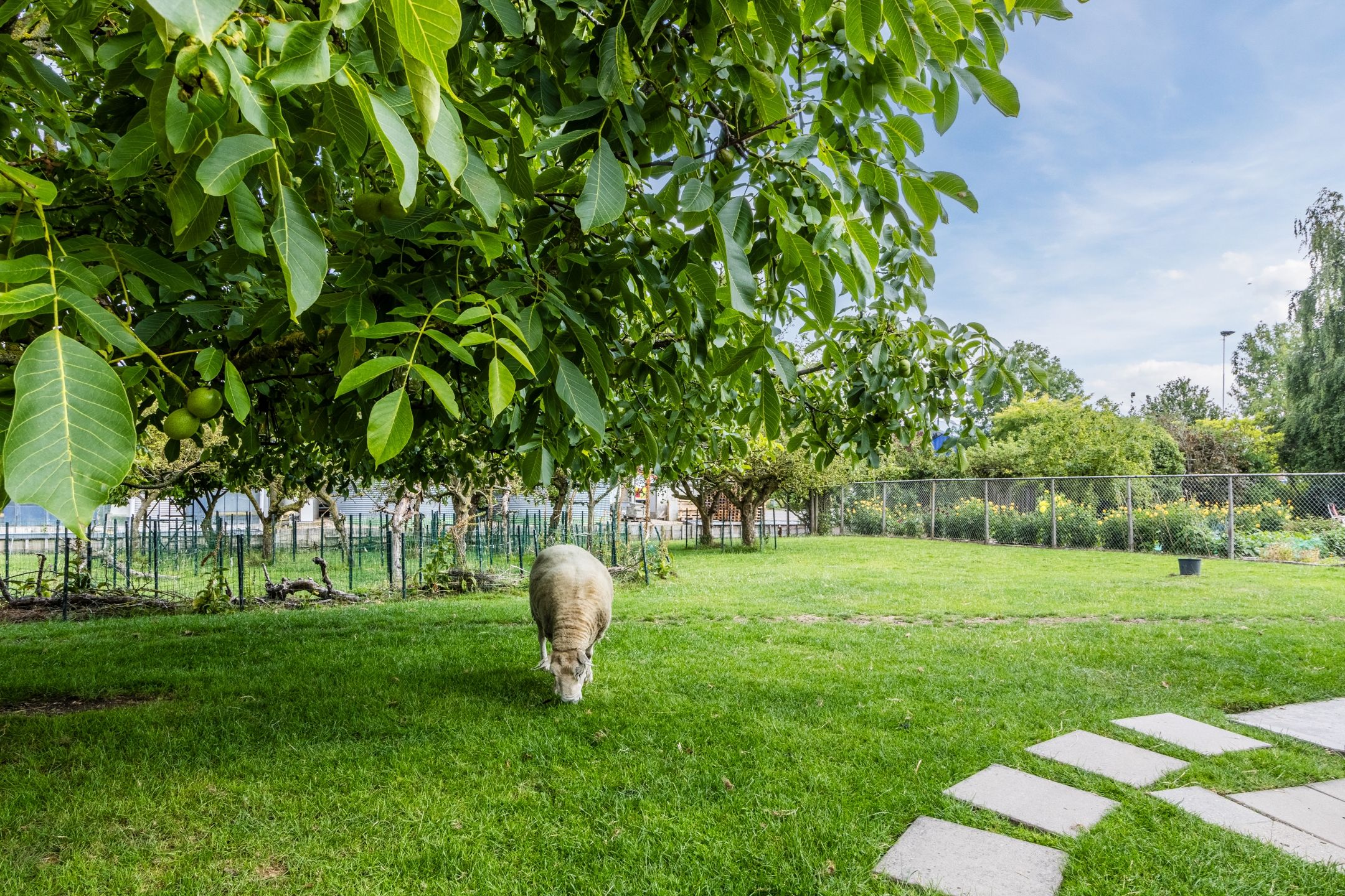 Foto 9 van Knibbelweg 17