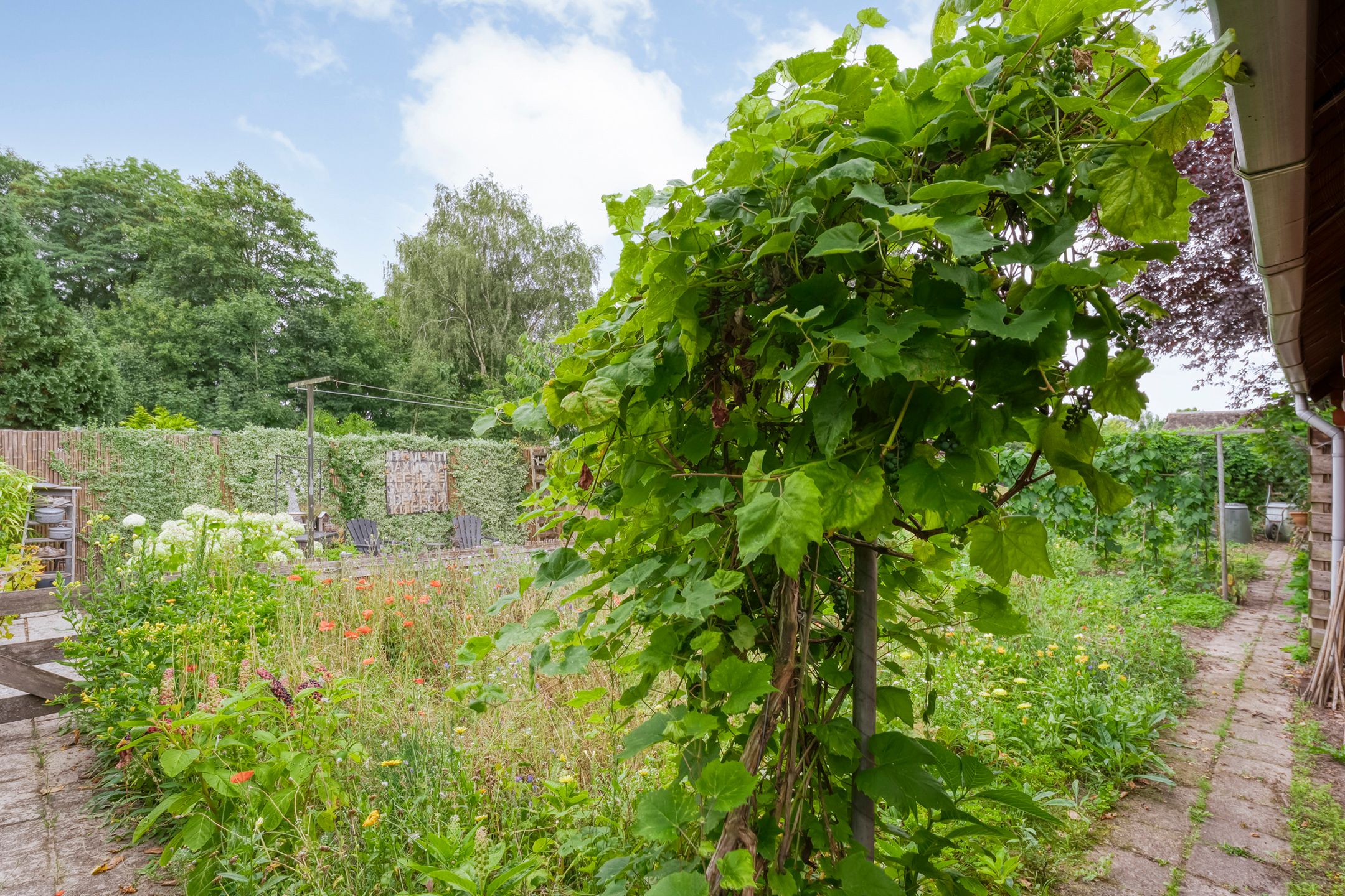 Foto 39 van Rogat 36