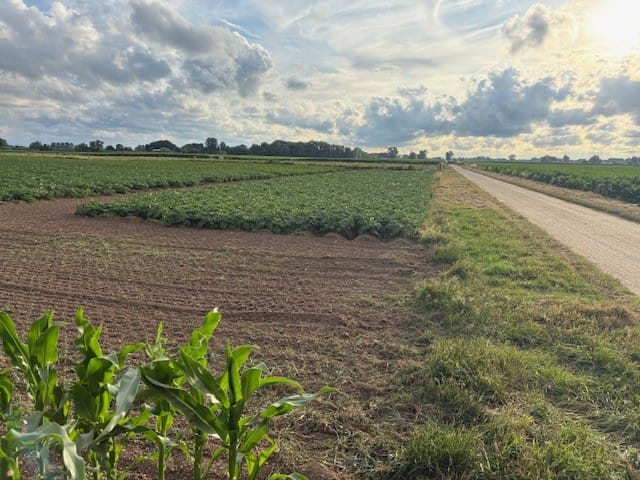 Maasdijk, Hedel