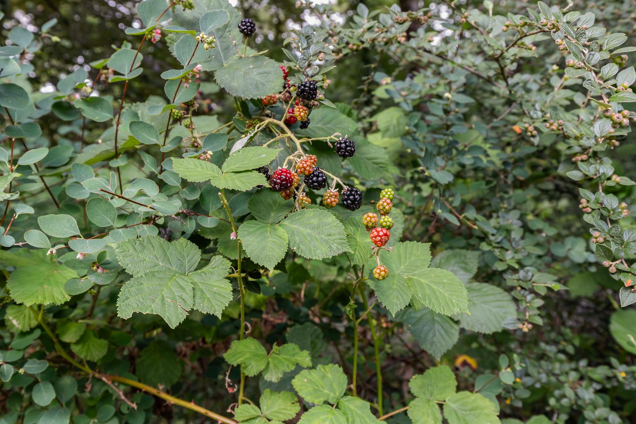 Foto 42 van Louise de Colignylaan 4